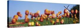 Tulip Flowers with a Windmill in the Background, Holland, Michigan, USA-null-Stretched Canvas