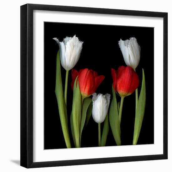 Tulip Frazzle-Magda Indigo-Framed Photographic Print