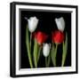 Tulip Frazzle-Magda Indigo-Framed Photographic Print