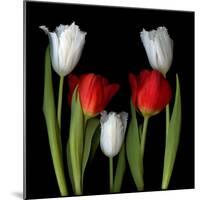 Tulip Frazzle-Magda Indigo-Mounted Photographic Print