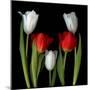 Tulip Frazzle-Magda Indigo-Mounted Photographic Print