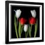 Tulip Frazzle-Magda Indigo-Framed Photographic Print