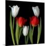 Tulip Frazzle-Magda Indigo-Mounted Photographic Print