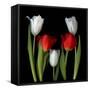 Tulip Frazzle-Magda Indigo-Framed Stretched Canvas