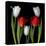 Tulip Frazzle-Magda Indigo-Stretched Canvas
