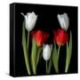Tulip Frazzle-Magda Indigo-Framed Stretched Canvas