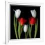Tulip Frazzle-Magda Indigo-Framed Photographic Print