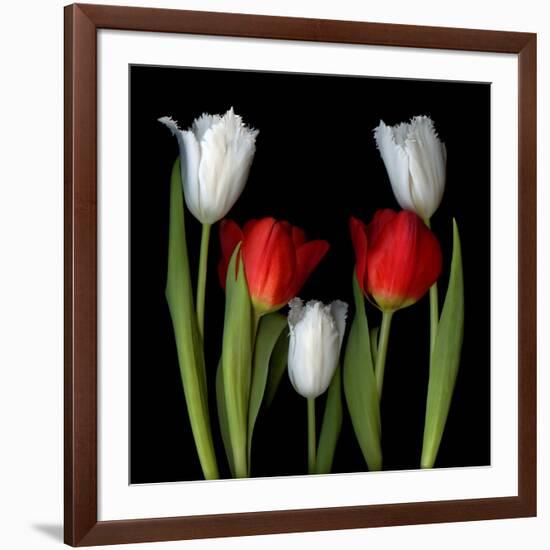 Tulip Frazzle-Magda Indigo-Framed Photographic Print