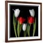 Tulip Frazzle-Magda Indigo-Framed Photographic Print