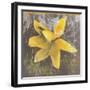 Tulip Fresco (yellow)-Erin Clark-Framed Art Print