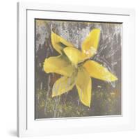 Tulip Fresco (yellow)-Erin Clark-Framed Giclee Print