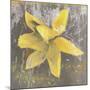 Tulip Fresco (yellow)-Erin Clark-Mounted Art Print