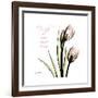 Tulip Friends-Albert Koetsier-Framed Premium Giclee Print