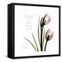 Tulip Friends-Albert Koetsier-Framed Stretched Canvas