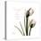 Tulip Friends-Albert Koetsier-Stretched Canvas