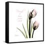Tulip Friends-Albert Koetsier-Framed Stretched Canvas