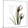 Tulip Friends-Albert Koetsier-Mounted Premium Giclee Print