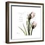 Tulip Friends-Albert Koetsier-Framed Premium Giclee Print