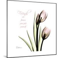 Tulip Friends-Albert Koetsier-Mounted Premium Giclee Print
