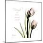 Tulip Friends-Albert Koetsier-Mounted Premium Giclee Print