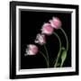 Tulip Frill-Magda Indigo-Framed Photographic Print