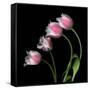Tulip Frill-Magda Indigo-Framed Stretched Canvas
