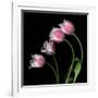 Tulip Frill-Magda Indigo-Framed Photographic Print