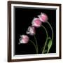 Tulip Frill-Magda Indigo-Framed Photographic Print