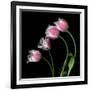 Tulip Frill-Magda Indigo-Framed Photographic Print