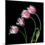 Tulip Frill-Magda Indigo-Mounted Photographic Print