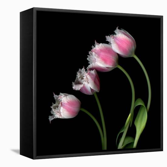 Tulip Frill-Magda Indigo-Framed Stretched Canvas