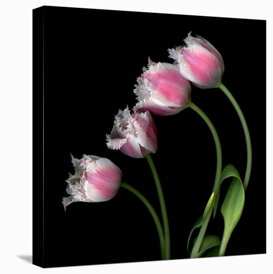 Tulip Frill-Magda Indigo-Stretched Canvas