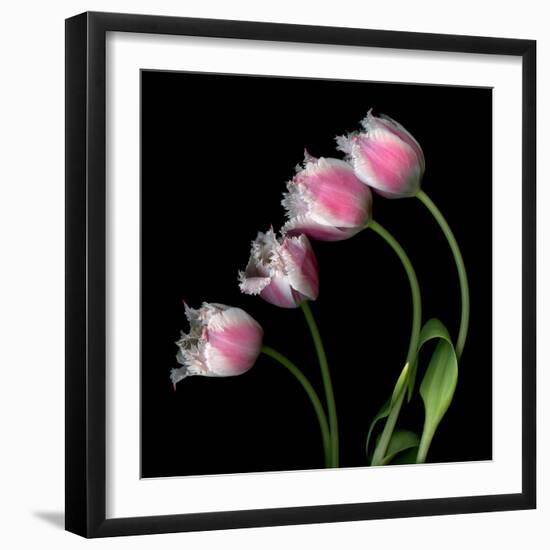 Tulip Frill-Magda Indigo-Framed Photographic Print