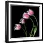 Tulip Frill-Magda Indigo-Framed Photographic Print