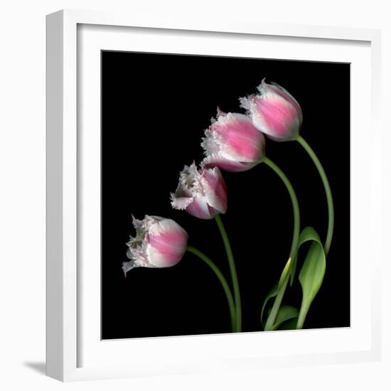 Tulip Frill-Magda Indigo-Framed Photographic Print