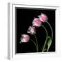 Tulip Frill-Magda Indigo-Framed Photographic Print