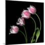 Tulip Frill-Magda Indigo-Mounted Photographic Print
