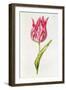 Tulip, from 'La Guirlande De Julie', C.1642-Nicolas Robert-Framed Giclee Print