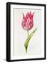 Tulip, from 'La Guirlande De Julie', C.1642-Nicolas Robert-Framed Giclee Print