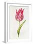 Tulip, from 'La Guirlande De Julie', C.1642-Nicolas Robert-Framed Giclee Print