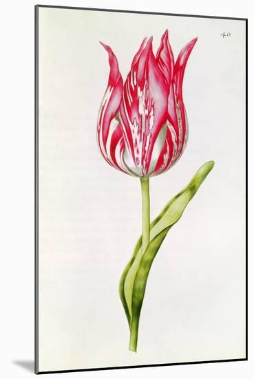 Tulip, from 'La Guirlande De Julie', C.1642-Nicolas Robert-Mounted Giclee Print