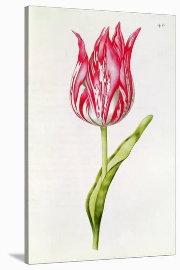 Tulip, from 'La Guirlande De Julie', C.1642-Nicolas Robert-Stretched Canvas