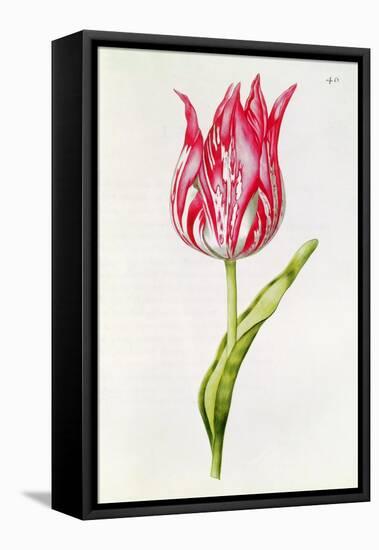 Tulip, from 'La Guirlande De Julie', C.1642-Nicolas Robert-Framed Stretched Canvas