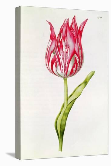 Tulip, from 'La Guirlande De Julie', C.1642-Nicolas Robert-Stretched Canvas