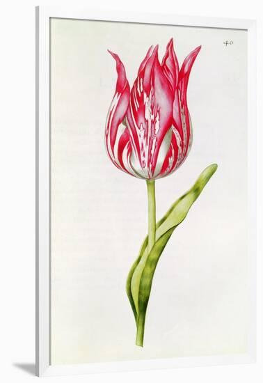 Tulip, from 'La Guirlande De Julie', C.1642-Nicolas Robert-Framed Giclee Print