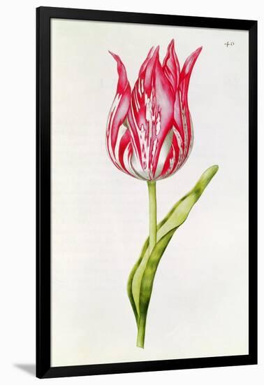 Tulip, from 'La Guirlande De Julie', C.1642-Nicolas Robert-Framed Giclee Print