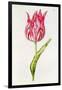 Tulip, from 'La Guirlande De Julie', C.1642-Nicolas Robert-Framed Giclee Print