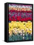 Tulip Garden in the Skagit valley, Washington, USA-William Sutton-Framed Stretched Canvas