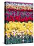 Tulip Garden in the Skagit valley, Washington, USA-William Sutton-Stretched Canvas