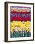 Tulip Garden in the Skagit valley, Washington, USA-William Sutton-Framed Photographic Print